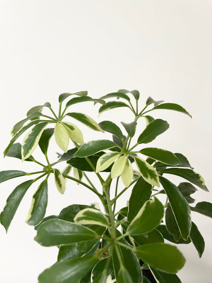 Umbrella tree variegated