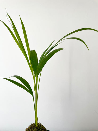 Areca palm