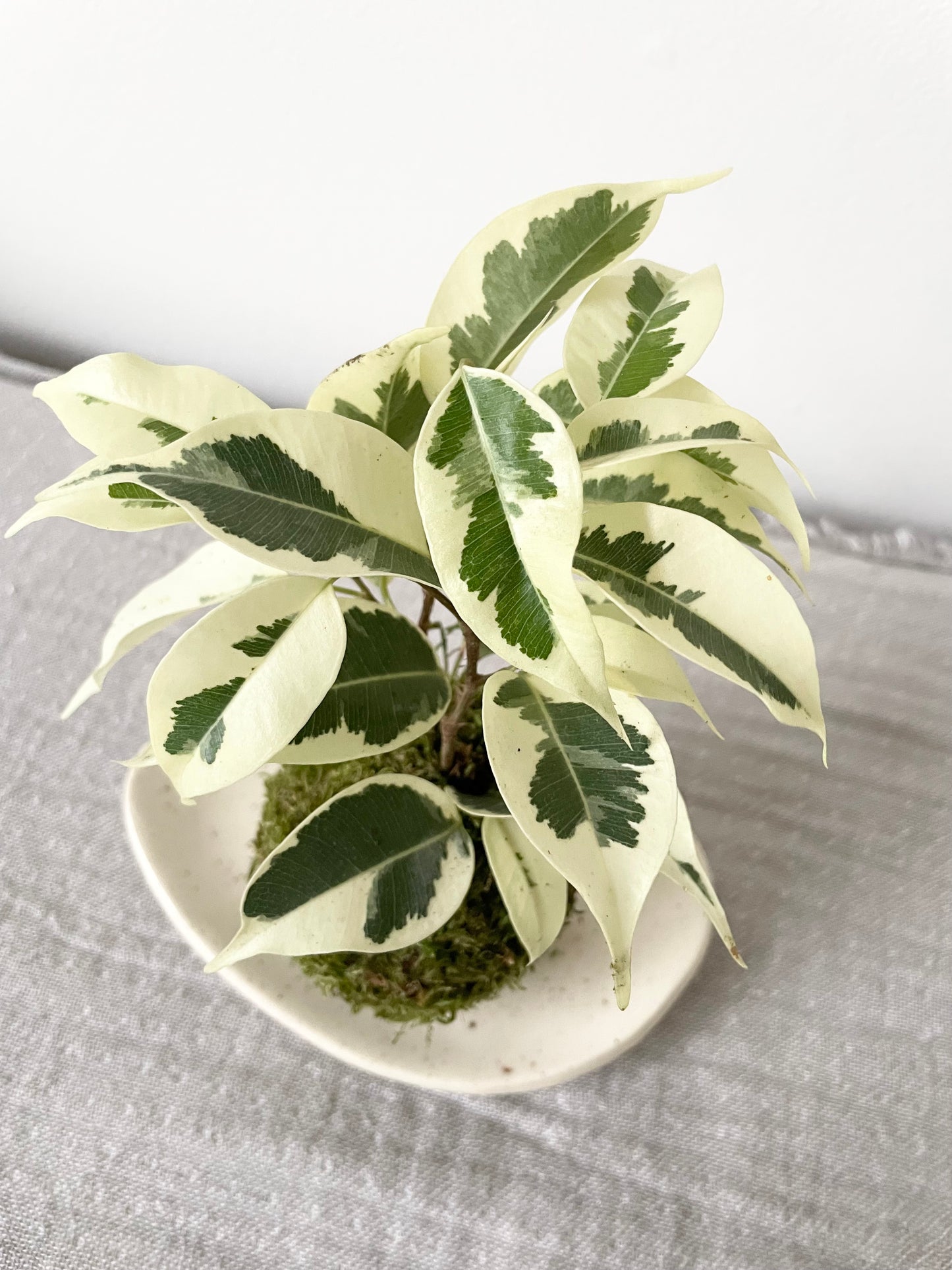 Ficus starlight