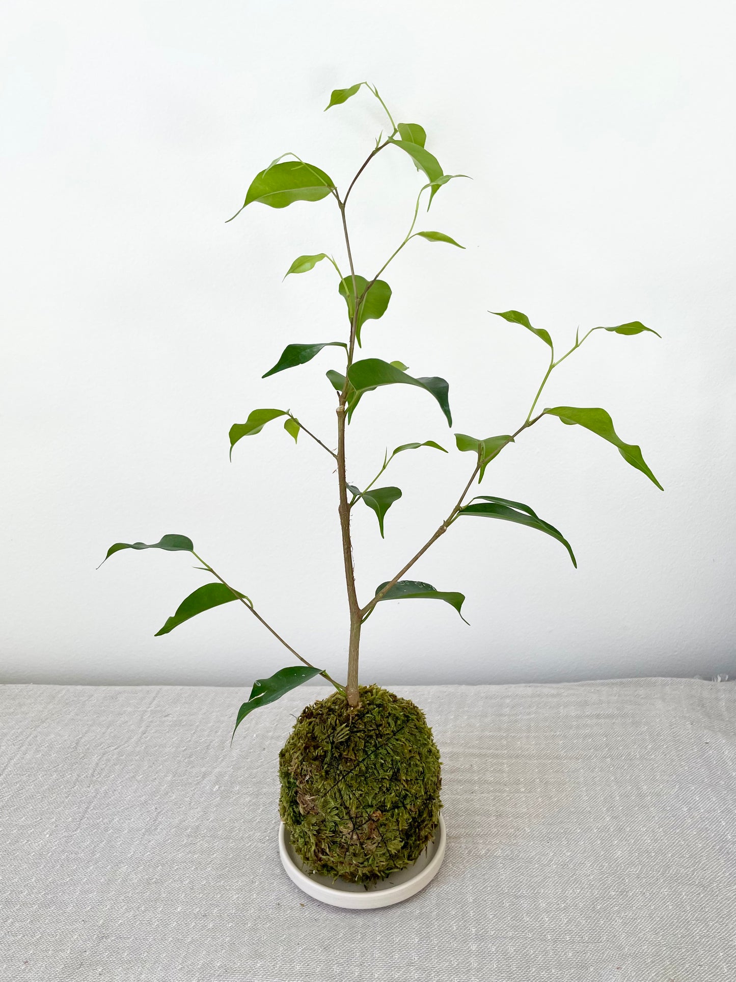 Ficus benjamina wintergreen