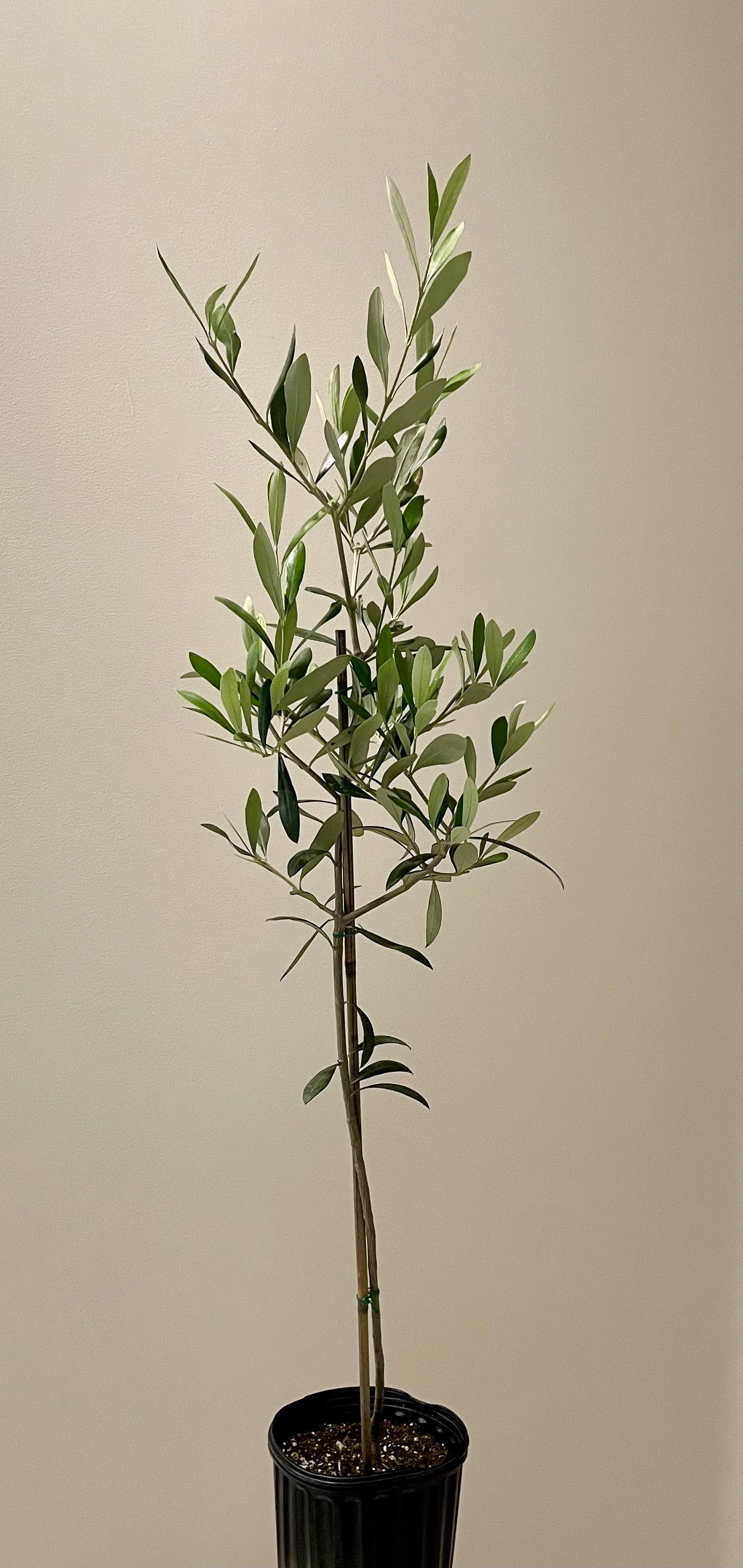 Olive tree