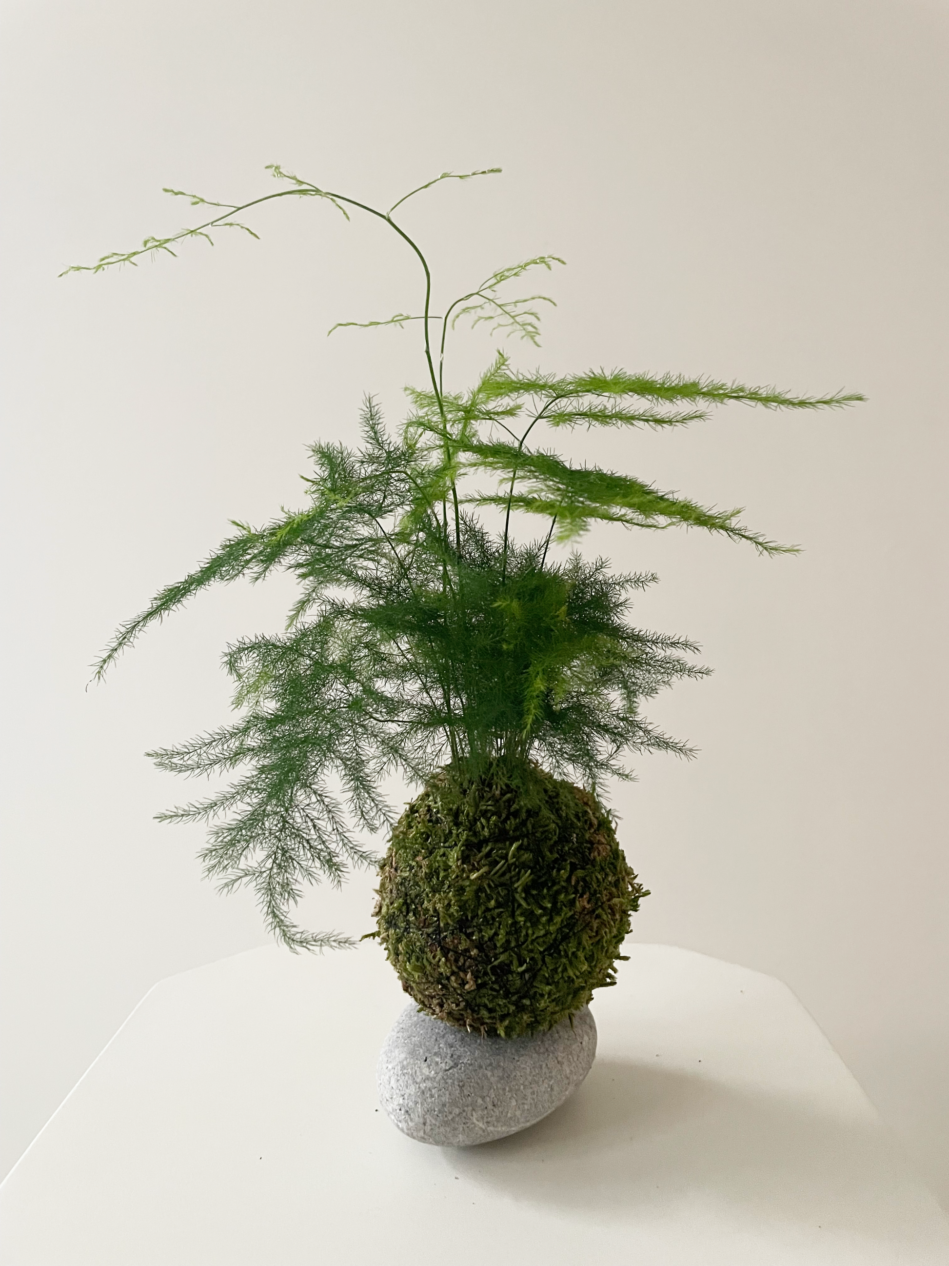 Asparagus fern toronto plant shop