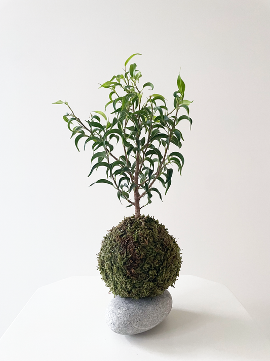 Ficus benjamina mini lucie